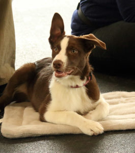 Border collie puppy at Mountain View Dog Training puppy kindergarten