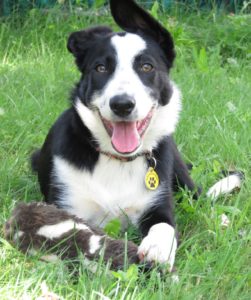 Border collie puppy with toy