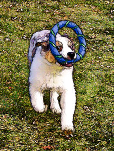 Australian shepherd puppy at play